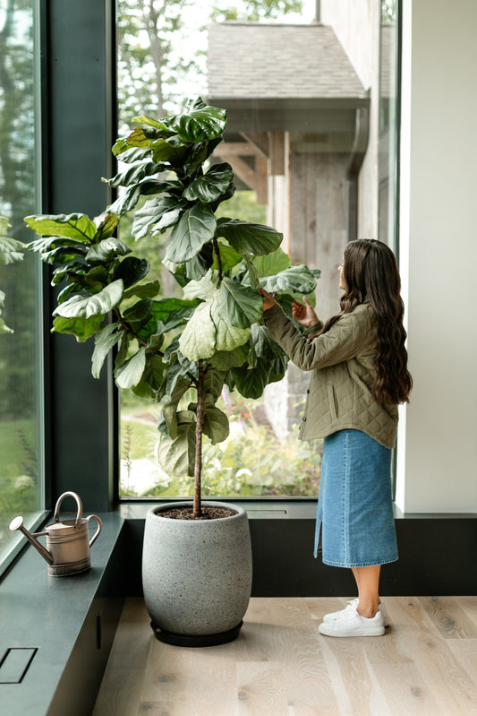 How to Take Care of a Fiddle Leaf Plant