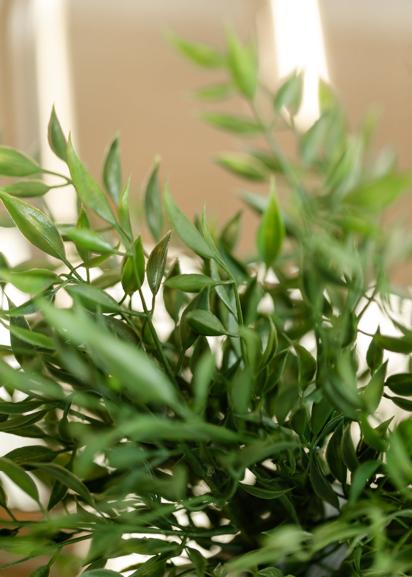 Leafy Green Ruscus Bush FF Home + Lifestyle