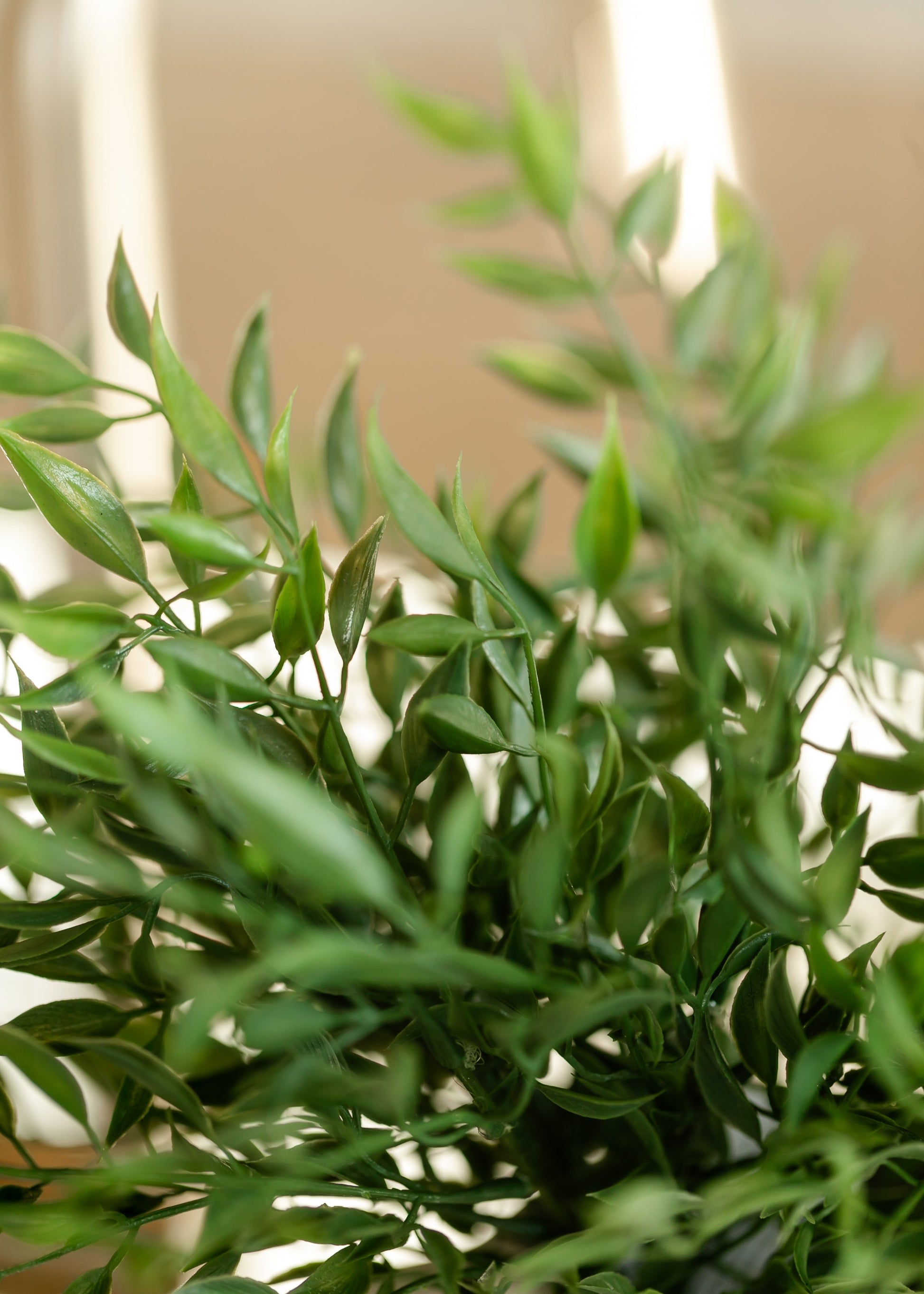 Leafy Green Ruscus Bush FF Home + Lifestyle