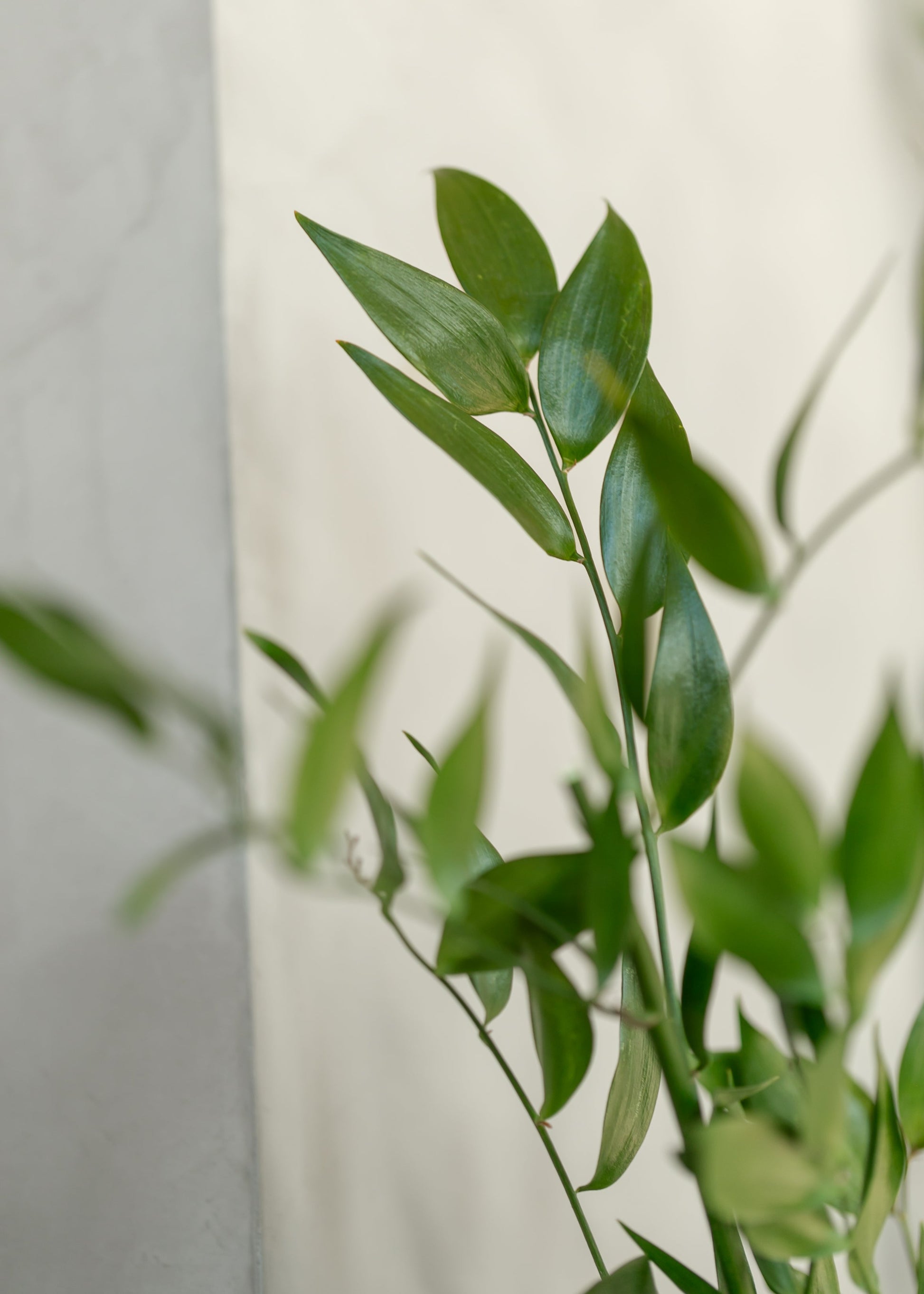 Leafy Green Ruscus Bush FF Home + Lifestyle