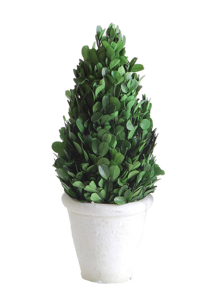 Boxwood Topiary Tree in Clay Pot Home & Lifestyle
